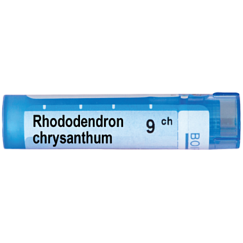 RHODODENDRON CHRYSANTHUM 9CH