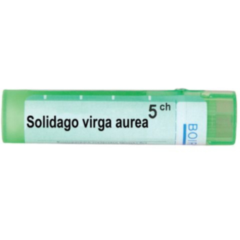 SOLIDAGO VIGA AUREA 5 CH