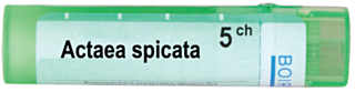 ACTAEA SPICATA 5 CH