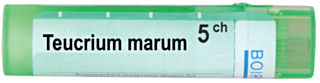 TEUCRIUM MARUM 5CH