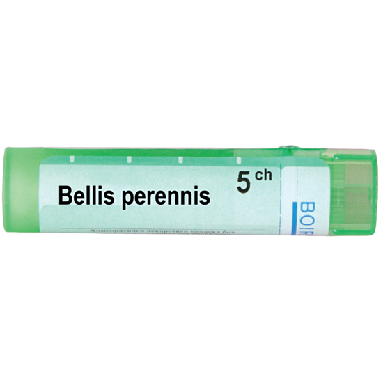 BELLIS PERENNIS 5CH - изглед 1