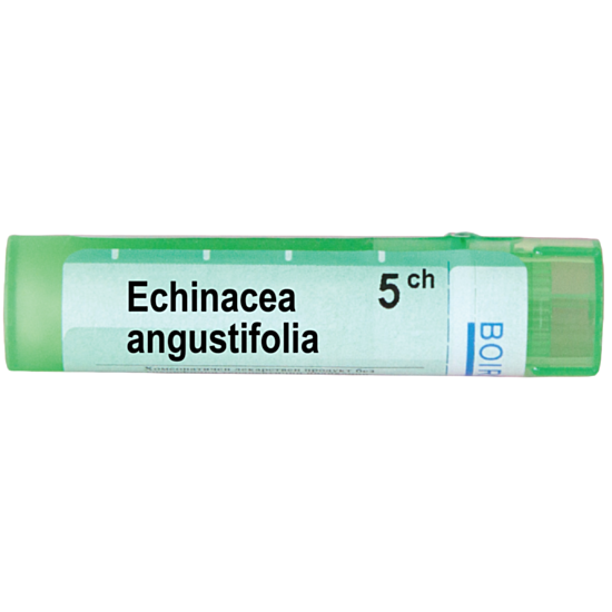 ECHINACEA ANGUSTIFOLIA 5CH - изглед 1