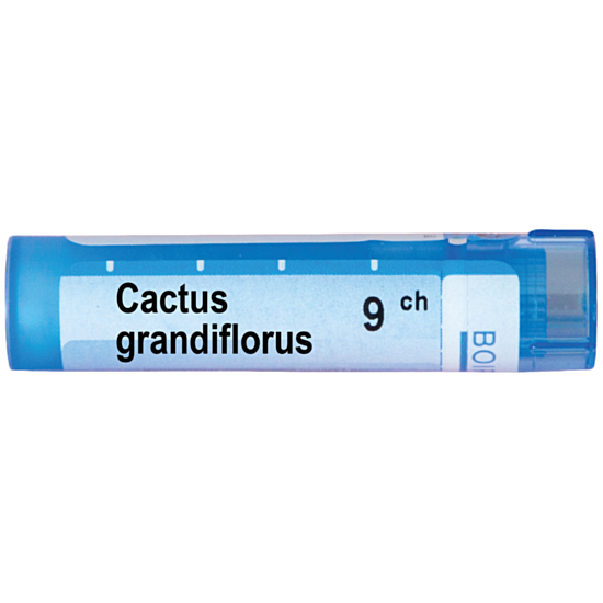 CACTUS GRANDIFLORUS 9 CH - изглед 1
