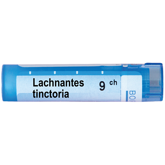 LACHNANTHES TINCTORIA 9 CH - изглед 1