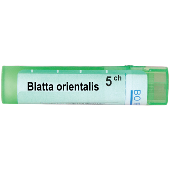 BLATTA ORIENTALIS 5CH - изглед 1
