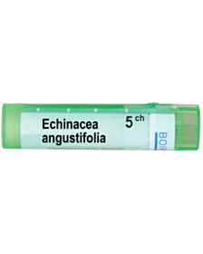 ECHINACEA ANGUSTIFOLIA 5CH