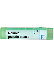 ROBINIA PSEUDO ACACIA 5 CH