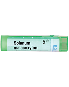 SOLANUM MALACOXYLON 5 CH