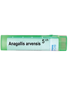 ANAGALLIS ARVENSIS 5CH