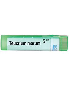TEUCRIUM MARUM 5CH