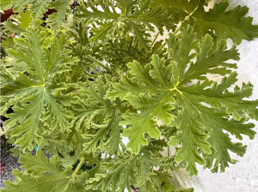 растение индрише