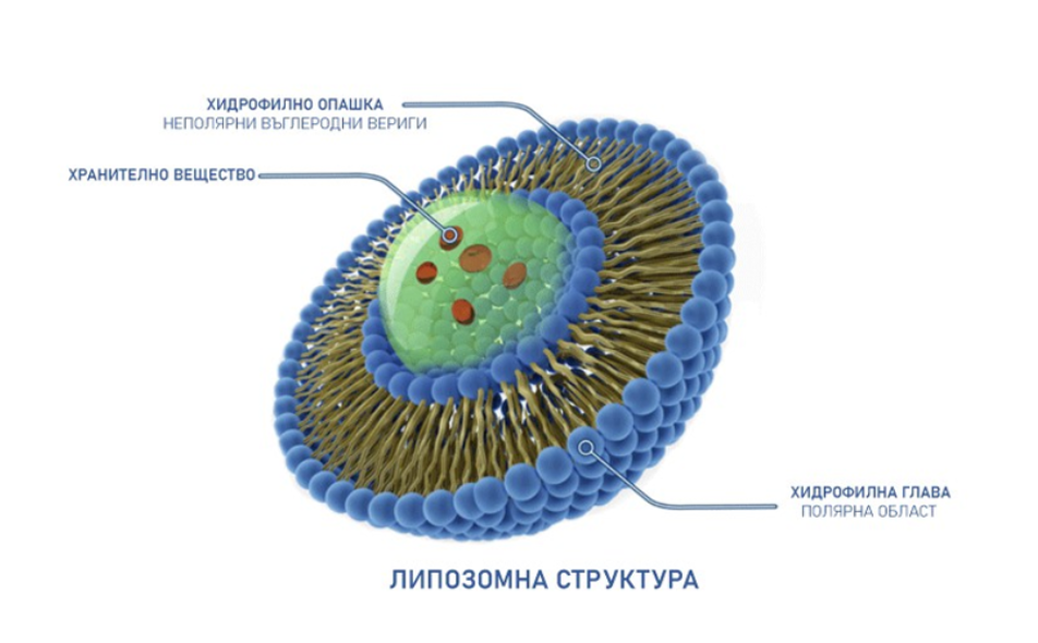 Схема на липозомна структура