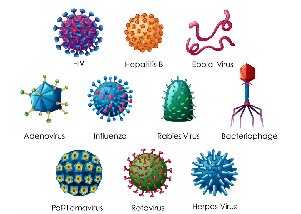Видове вируси