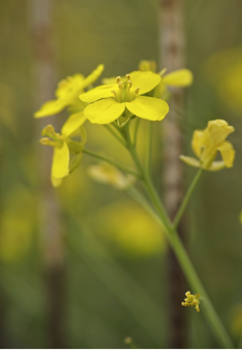 растението бабини зъби с жълти цветове