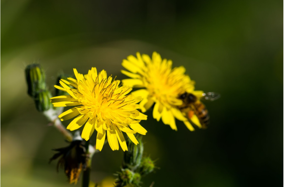 жълто цвете и пчела