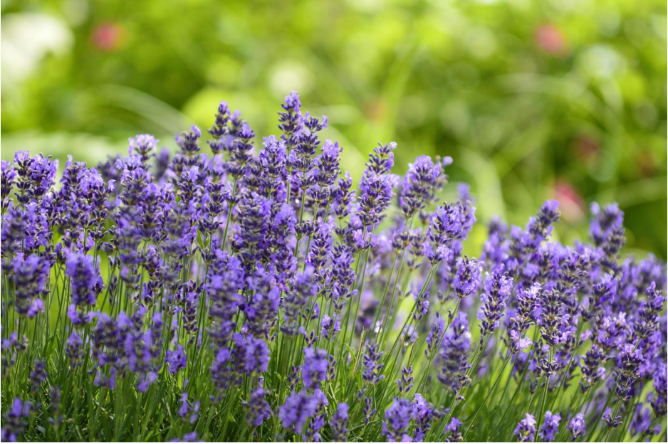 Лавандула