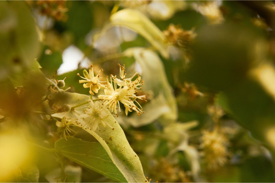 Цвят на липа