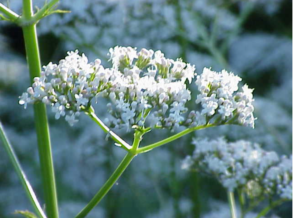 цвят на валериана