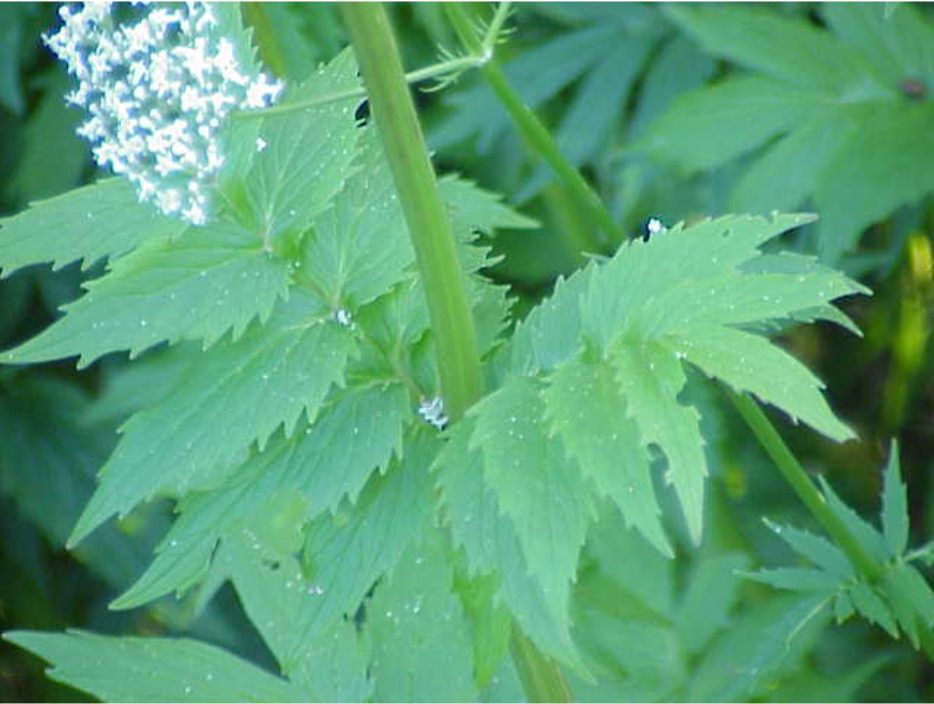 листа на валериана